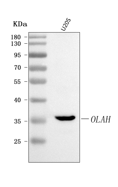  Western blot analysis of OLAH using anti-OLAH antibody (A05069-3)