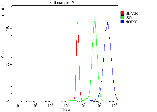  Flow Cytometry analysis of U251 cells using anti-NOP58 antibody (A05070-1)