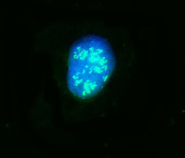  IF analysis of NOP58 using anti-NOP58 antibody (A05070-1)