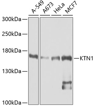 Western blot analysis of extracts of various cell lines, using KTN1 antibody  at 1:1000 dilution