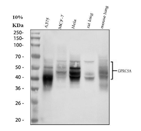 a05072 2 gprc5a primary antibodies wb testing 1_1