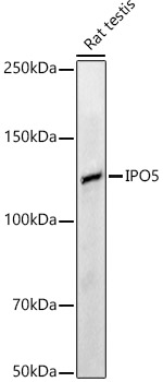 a05073 ipo5 primary antiboties wb testing 1