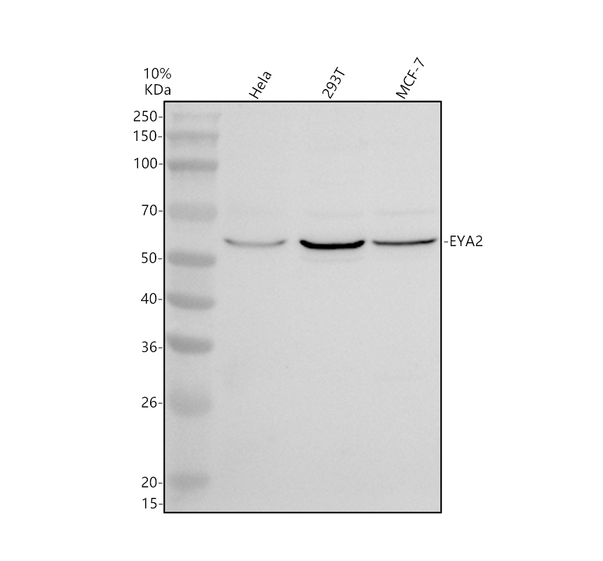 a05074 eya2 primary antibodies wb testing 1