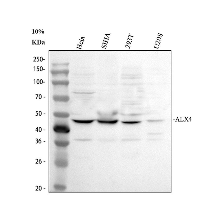 a05075 1 alx4 primary antibodies wb testing 1
