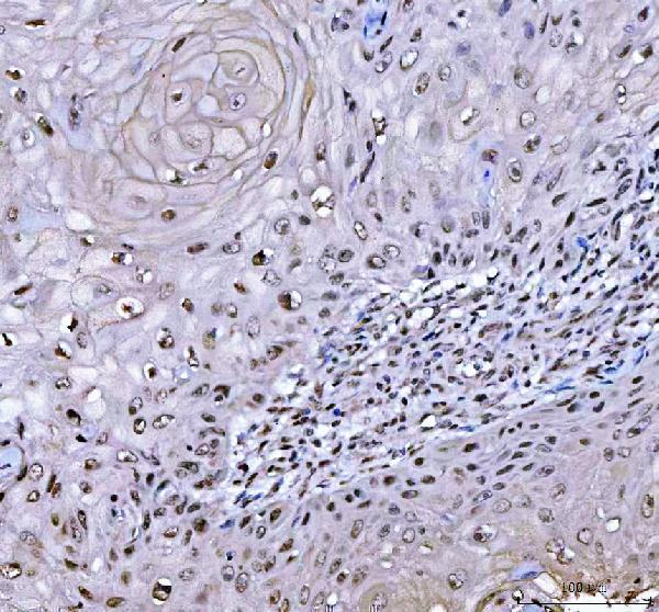 a05076 2 rtcb primary antibodies ihc testing 5