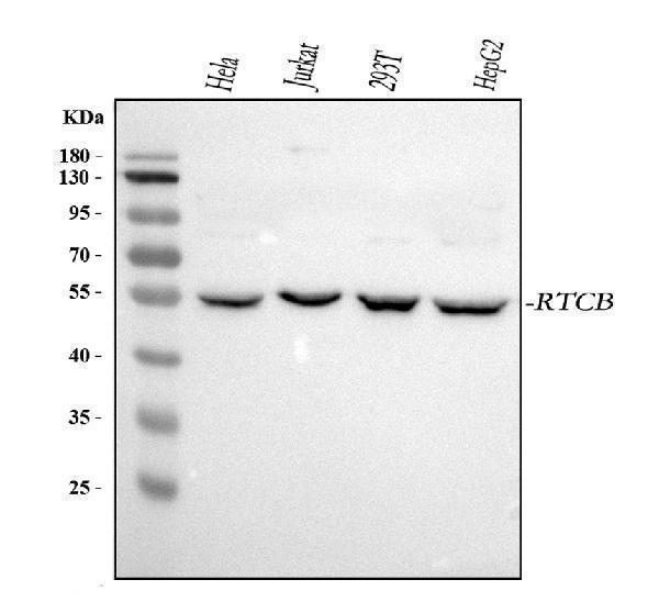 a05076 2 rtcb primary antibodies wb testing 1_1