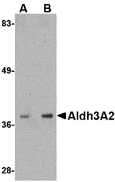 Western blot analysis of Aldh3A2 in mouse liver lysate with Aldh3A2 antibody at (A) 1 and (B) 2 μg/mL