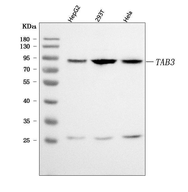  Western blot analysis of TAB3 using anti-TAB3 antibody (A05084-3)