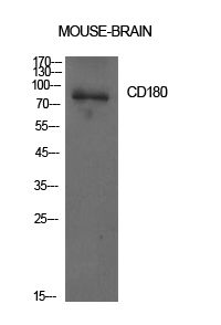 Western Blot analysis of mouse brain cells using CD180 Polyclonal Antibody