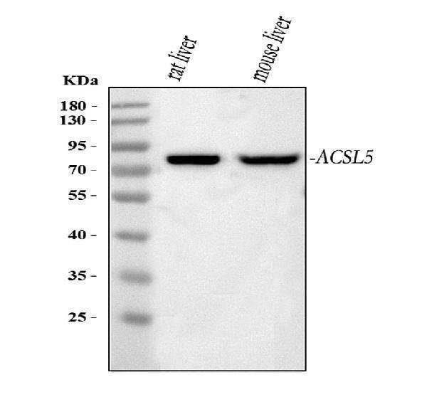 a05087 2 acsl5 primary antibodies wb testing 1