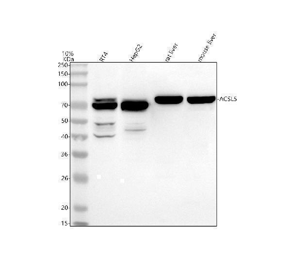 a05087 3 acsl5 primary antibodies wb testing 1