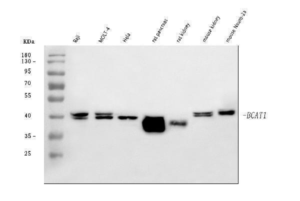 a05089 2 bcat1 primary antibodies wb testing 1