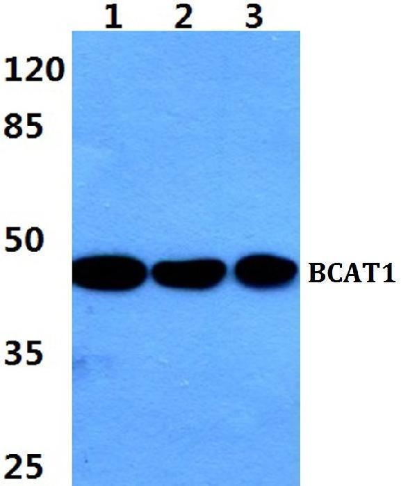 a05089 bcat1 primary antiboties wb testing 1