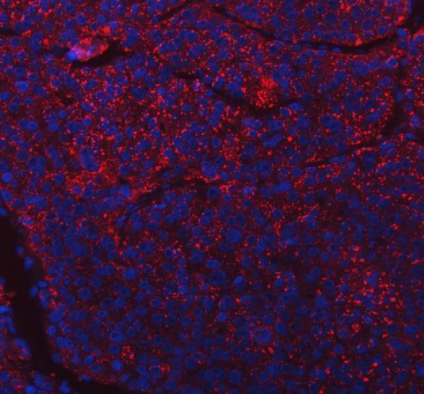 a05090 1 scarb2 primary antibodies if testing 1