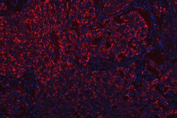 a05090 1 scarb2 primary antibodies if testing 7
