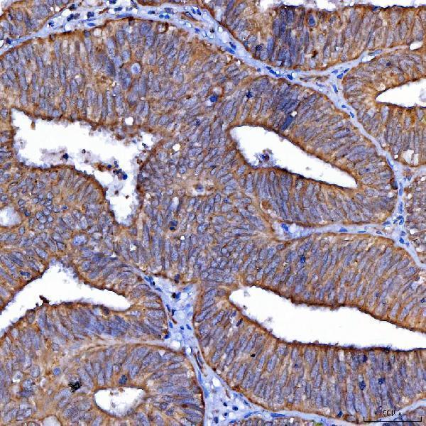 a05090 1 scarb2 primary antibodies ihc testing 4