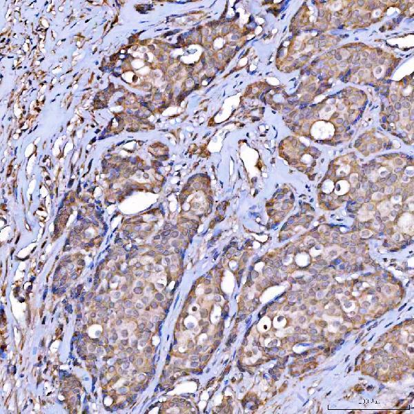 a05090 1 scarb2 primary antibodies ihc testing 6