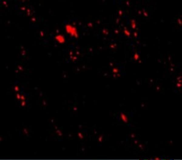 a05090 scarb2 primary antibodies if testing 3