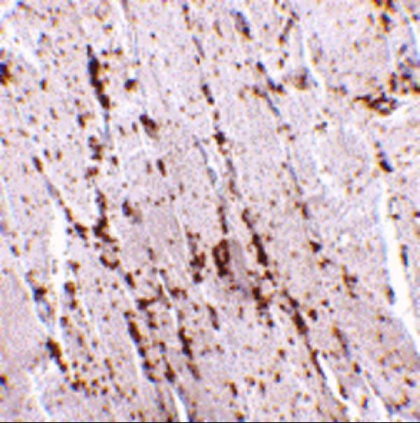 a05090 scarb2 primary antibodies ihc testing 2