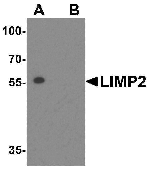 a05090 scarb2 primary antibodies wb testing 1