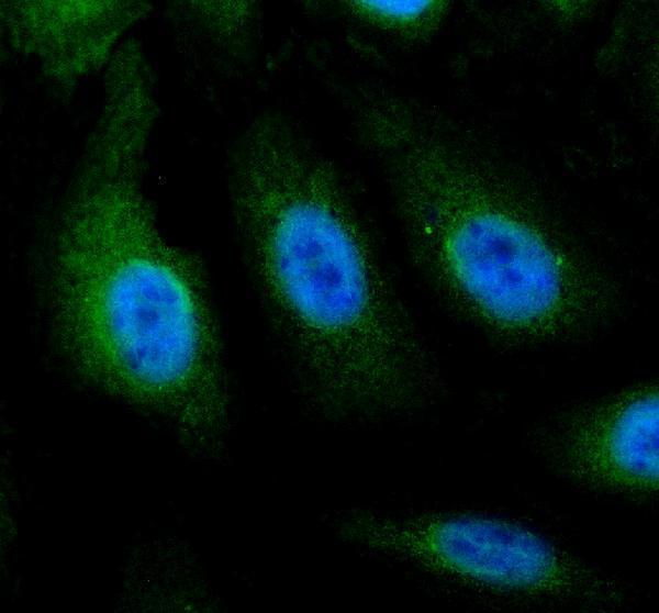 IF analysis of PSMA7 using anti-PSMA7 antibody (A05091-1)