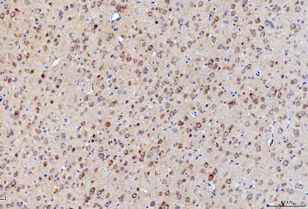a05092 1 lnpep primary antibodies ihc testing 4