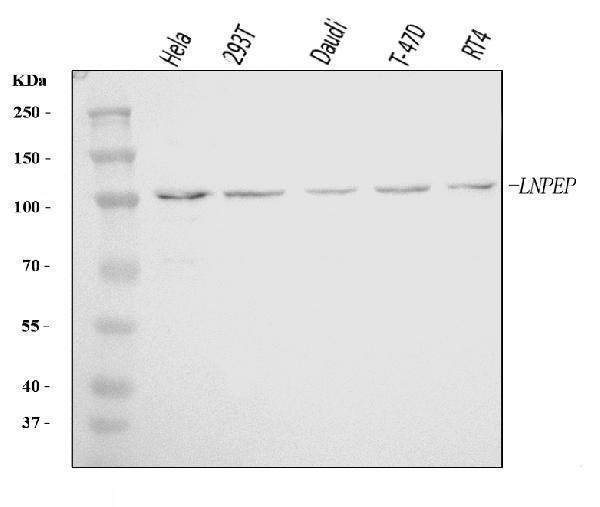 Western blot analysis of LNPEP using anti-LNPEP antibody (A05092-1)