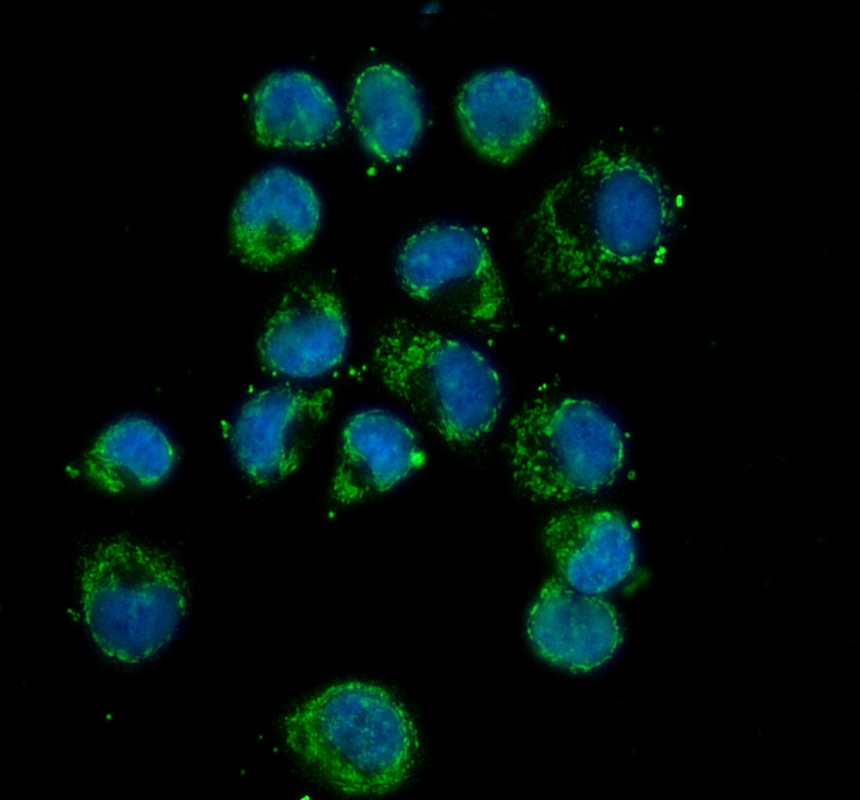 a05097 1 dlst primary antibodies if testing 1