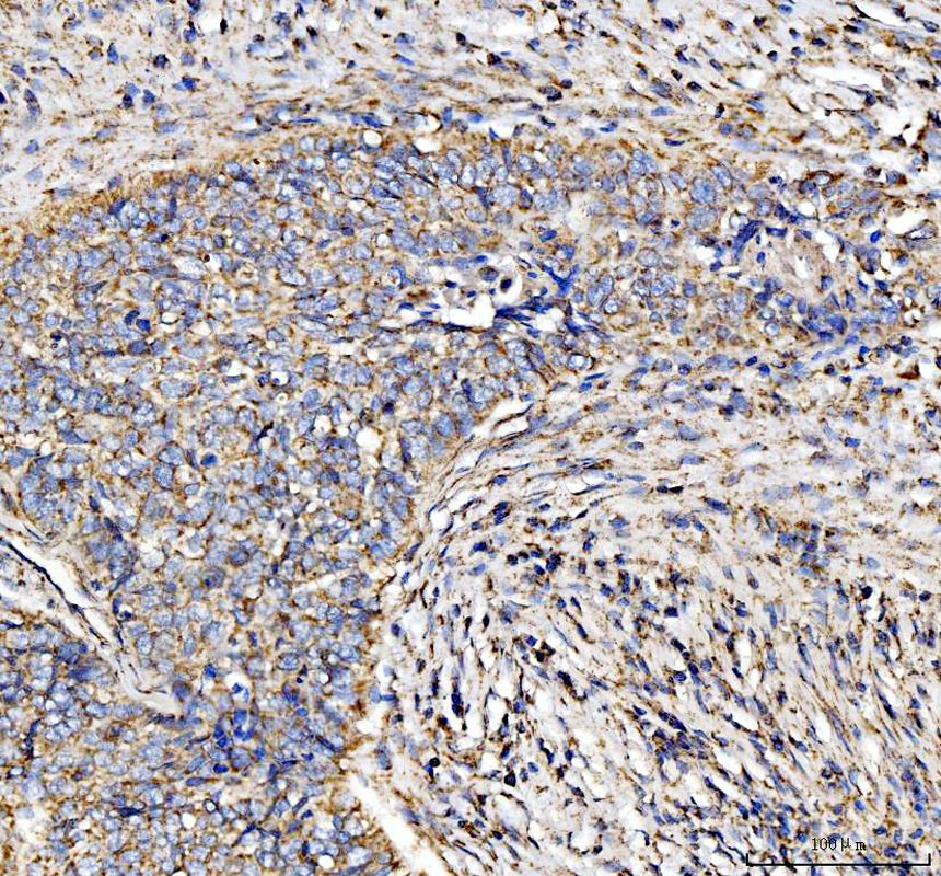 a05097 1 dlst primary antibodies ihc testing 1