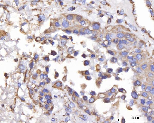 a05097 1 dlst primary antibodies ihc testing 2