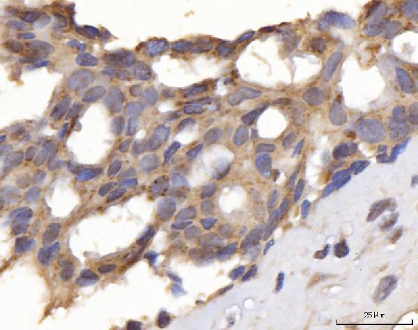 a05097 1 dlst primary antibodies ihc testing 4