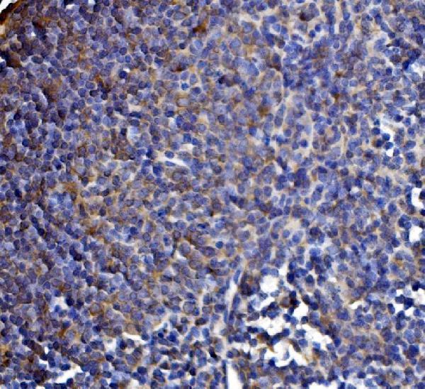 a05097 1 dlst primary antibodies ihc testing 6