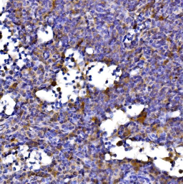 a05097 1 dlst primary antibodies ihc testing 7