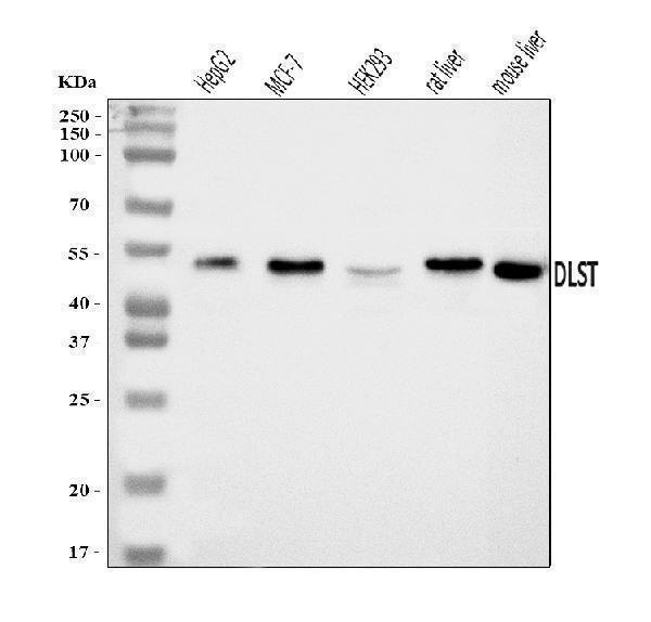 a05097 1 dlst primary antibodies wb testing 1