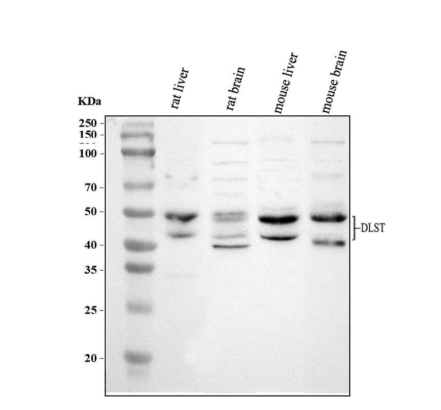 a05097 1 dlst primary antibodies wb testing 2_1