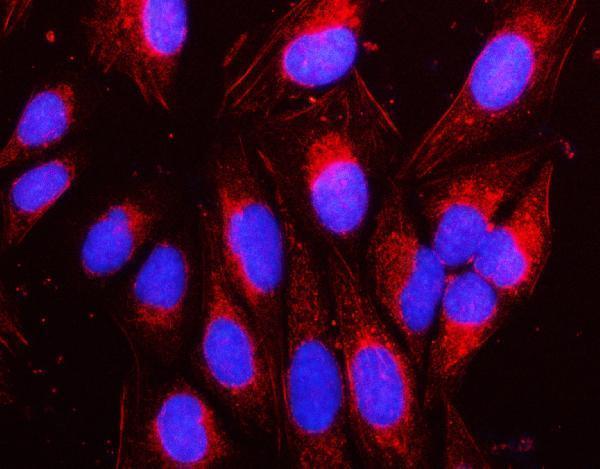  IF analysis of NAP1L1 using anti-NAP1L1 antibody (A05100-1)