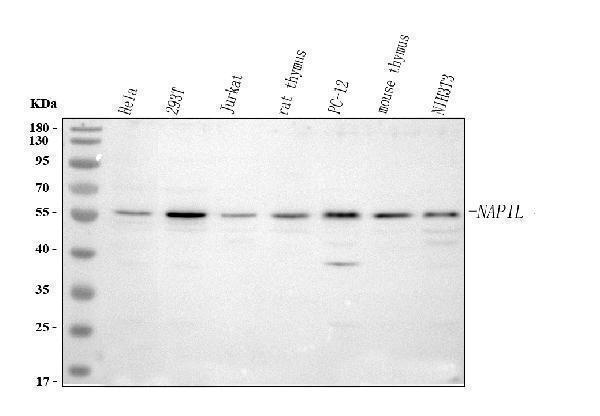  Western blot analysis of NAP1L1 using anti-NAP1L1 antibody (A05100-1)