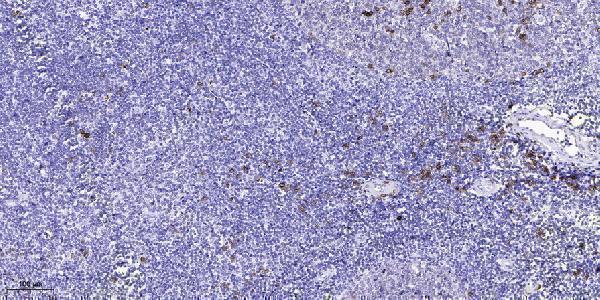 Immunohistochemical analysis of paraffin-embedded human tonsil