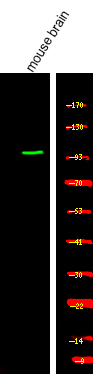 Western Blot analysis of various, using primary antibody at 1:1000 dilution