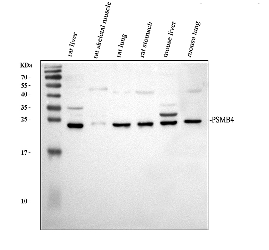 a05105 1 psmb4 primary antibodies wb testing 2