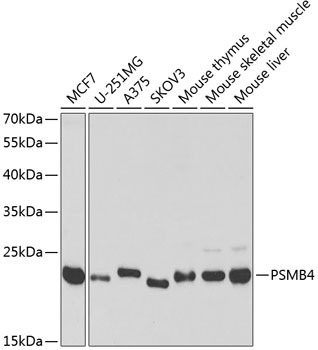 Western blot analysis of extracts of various cell lines, using PSMB4 antibody  at 1:1000 dilution