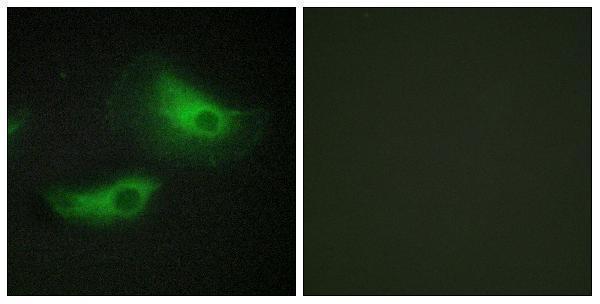 a05106 add2 primary antibodies if testing 1