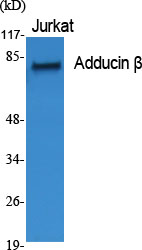 a05106 add2 primary antibodies wb testing 2
