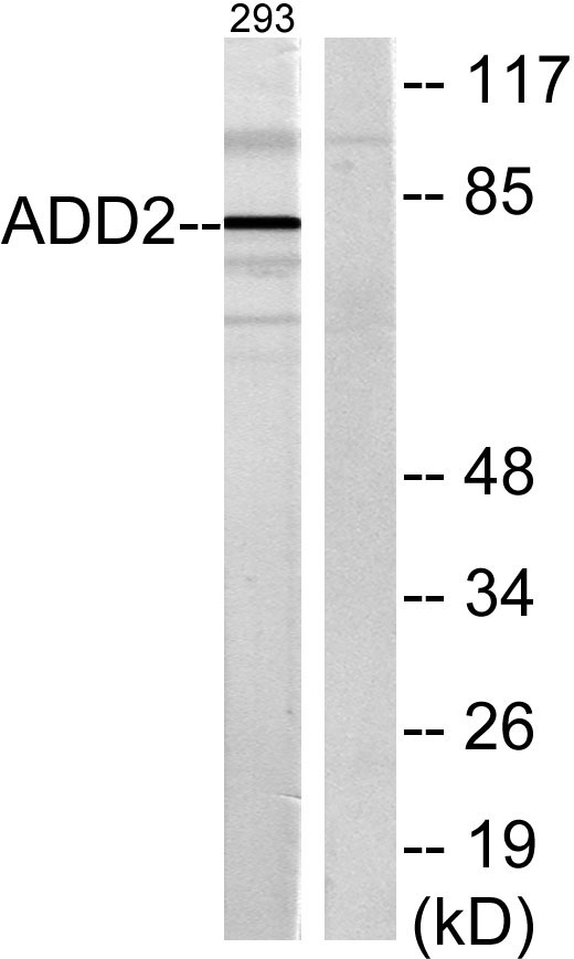 a05106 add2 primary antibodies wb testing 4
