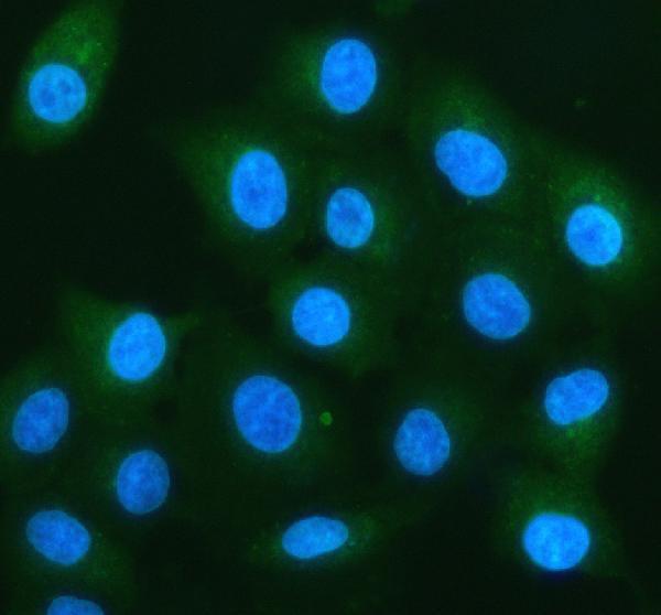 IF analysis of Cyt 19/As3mt using anti-Cyt 19/As3mt antibody (A05107-2)