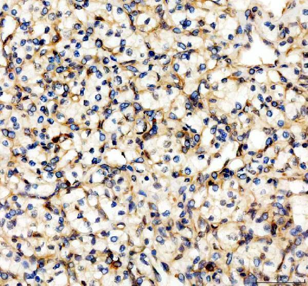 IHC analysis of Cyt 19/As3mt using anti-Cyt 19/As3mt antibody (A05107-2)