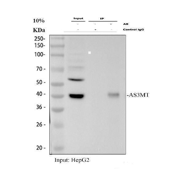 a05107 2 as3mt primary antibodies ip testing 1