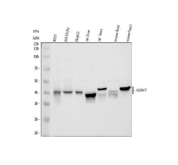 Western blot analysis of Cyt 19/As3mt using anti-Cyt 19/As3mt antibody (A05107-2)