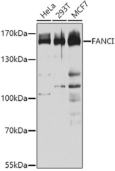 a05108 fanci primary antiboties wb testing 1
