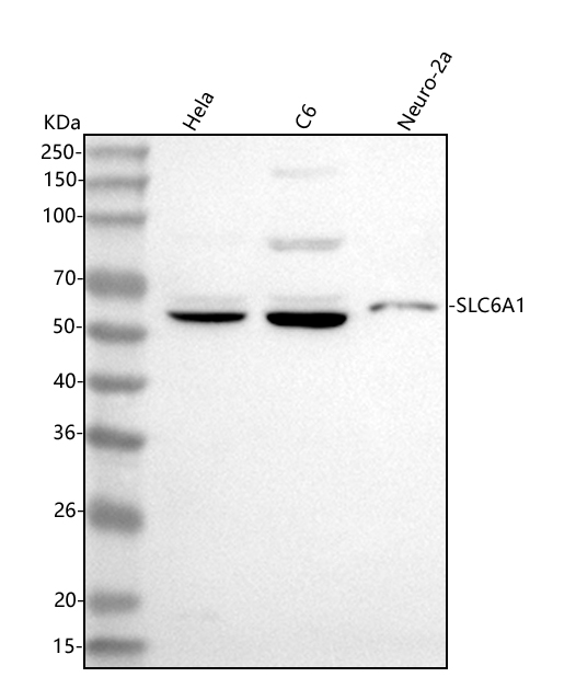  Western blot analysis of GAT1/SLC6A1 using anti-GAT1/SLC6A1 antibody (A05109-2)